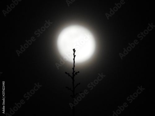branch in the moonlight
