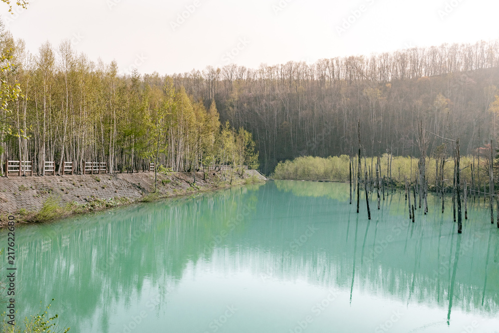 爽やかな青い池のイメージ / 北海道美瑛町の観光イメージ