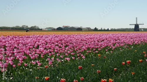 Wallpaper Mural Tulipani in Olanda Torontodigital.ca