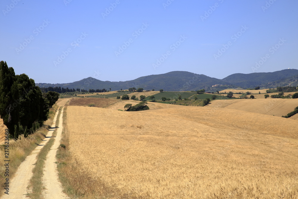 Fototapeta premium Paesaggio Toscano