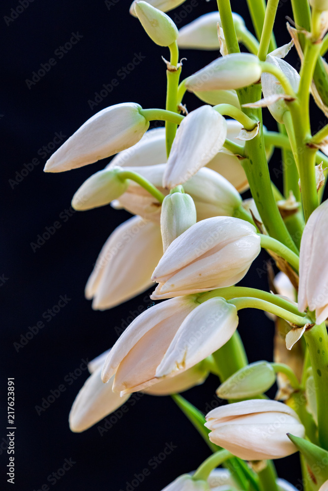 Obraz premium Yucca Flowers