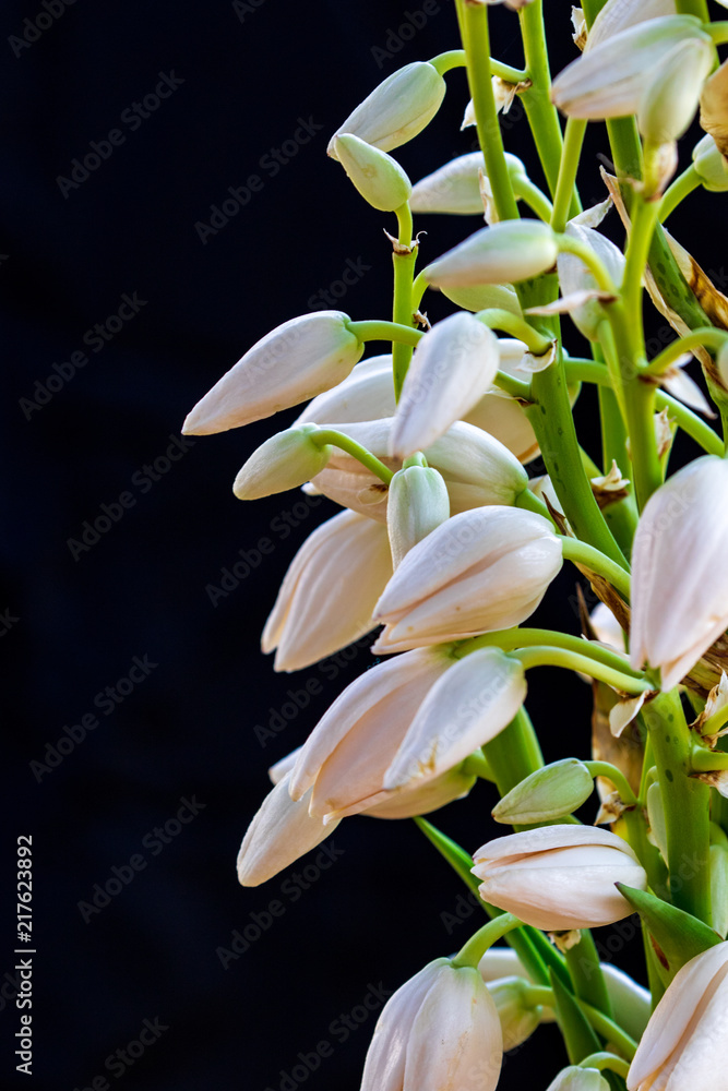 Obraz premium Yucca Flowers