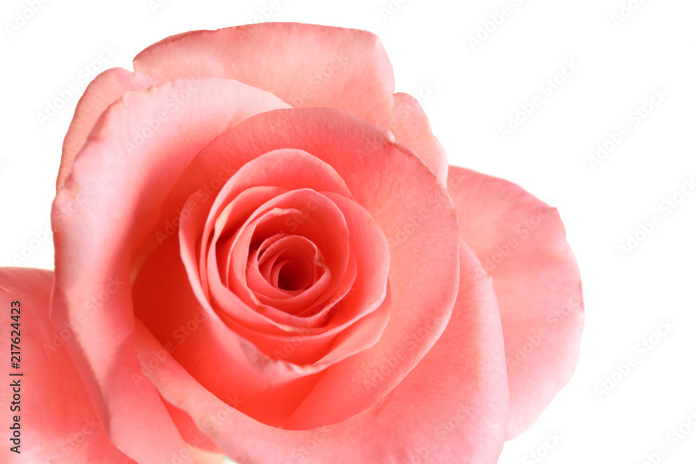 Beautiful rose flower, closeup Beautiful rose flower, closeup
