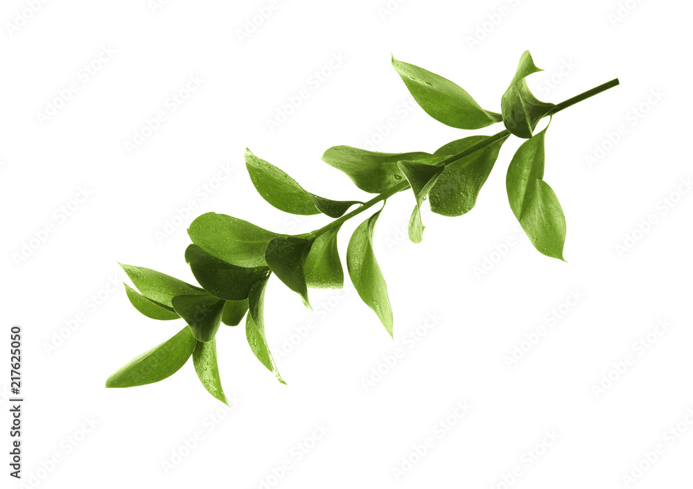 Fototapeta premium Branch with fresh green Ruscus leaves on white background