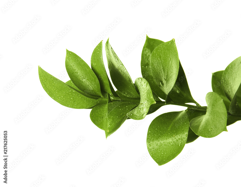 Branch with fresh green Ruscus leaves on white background Branch with fresh green Ruscus leaves on white background