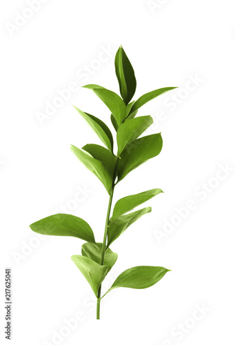 Branch with fresh green Ruscus leaves on white background