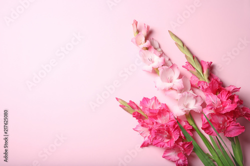Fototapeta Naklejka Na Ścianę i Meble -  Flat lay composition with beautiful gladiolus flowers on color background
