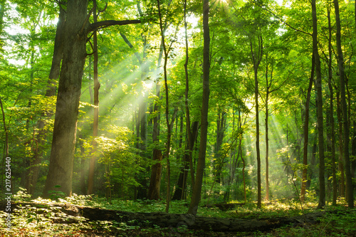 Sunlight rays shining through misty morning forest photo