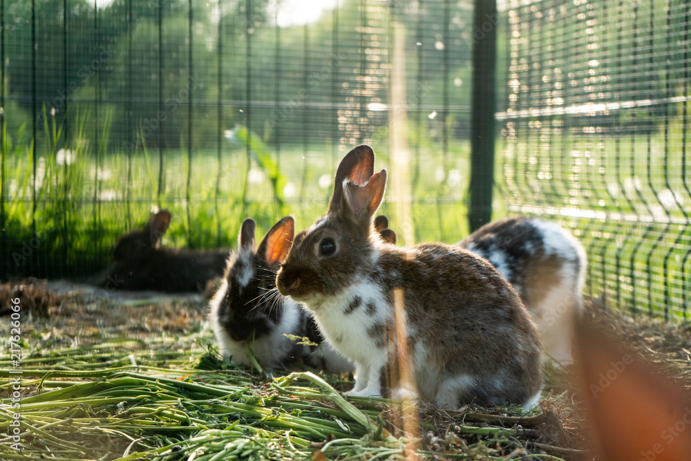 Rabbit in a cage rabbits in cage counter light evening, cage Stock ...