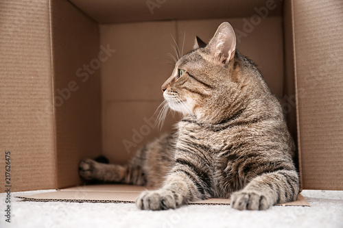 Cute cat resting after playing with cardboard box at home