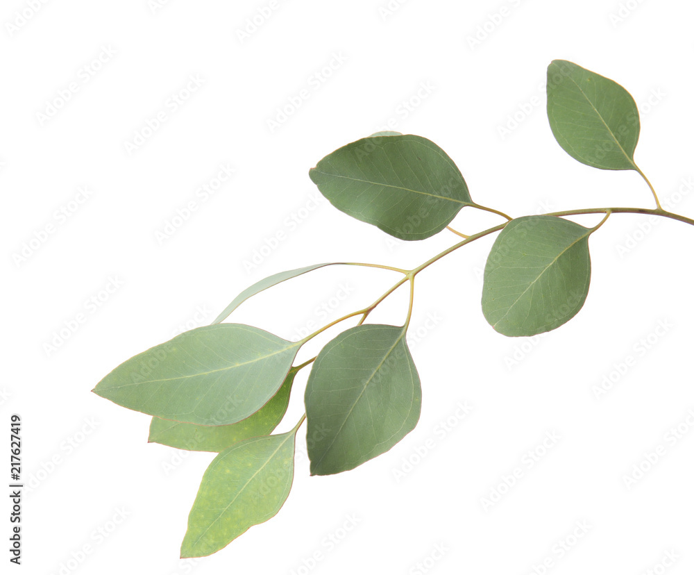 Eucalyptus branch with fresh green leaves on white background