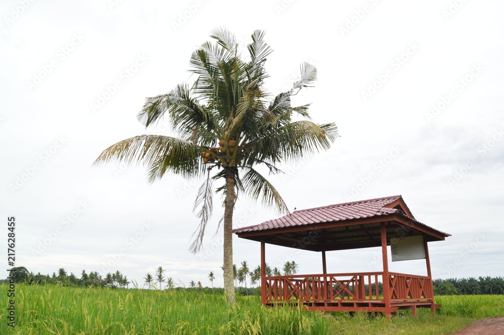 a resting area at the paddyfield