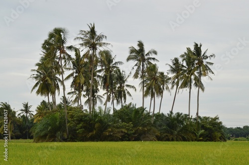 a group of coconut trees at the paddyfield