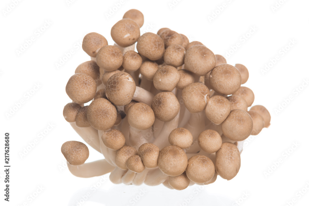 Brown beech mushrooms or Shimeji mushroom on white background Brown beech mushrooms or Shimeji mushroom on white background