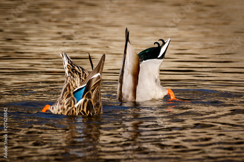 Dabbling mallards feeding