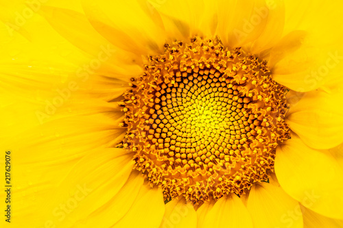 Marco Sunflower, focused on the inner abstract details of the flower