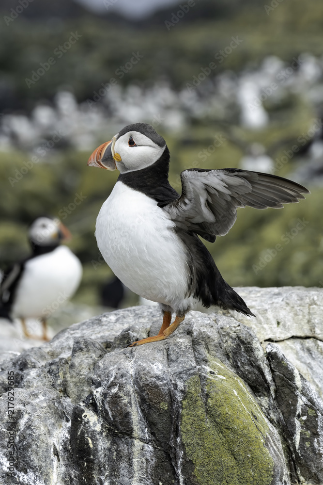 Obraz premium Puffin on rock flapping its wings, getting ready for takeoff