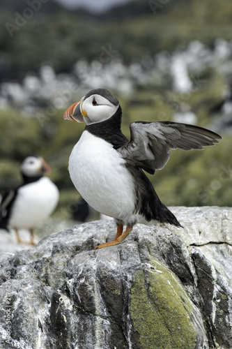 Puffin on rock flapping its wings  getting ready for takeoff