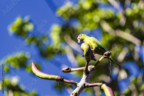 Brazilian bird Maritaca - Pionus maximiliani - feeding on fruit on tree photo