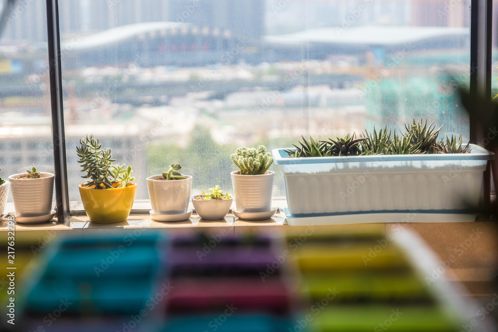 Small potted plants of succulents Small potted plants of succulents