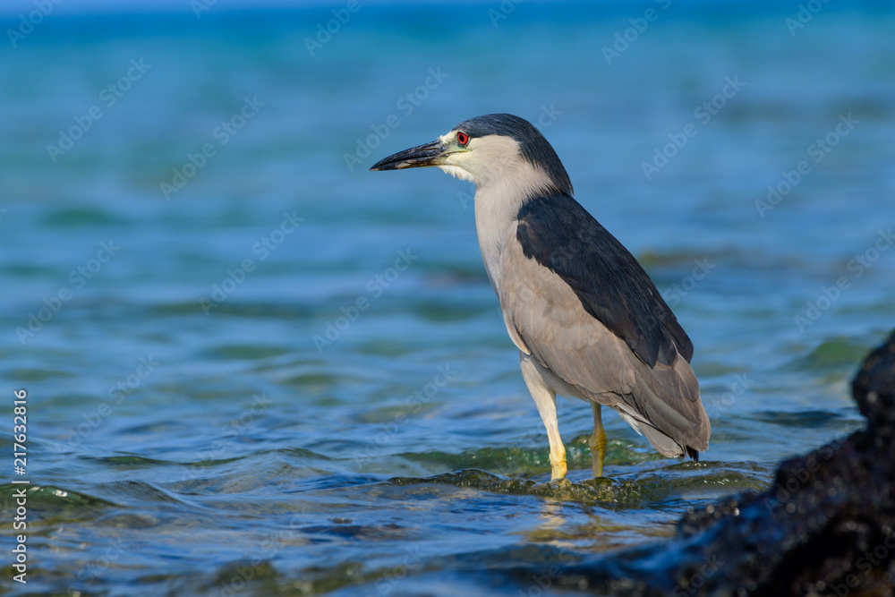 hawaiian Black Crowned Night Heron (Nycticorax nycticoras) or Auku'u hawaiian Black Crowned Night Heron (Nycticorax nycticoras) or Auku'u