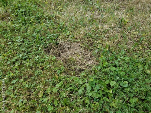 brown dead spot in green plants and grass