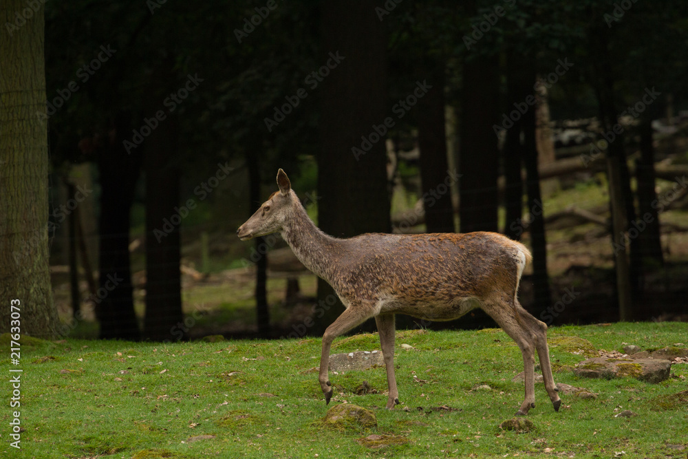 Fototapeta premium Red deer