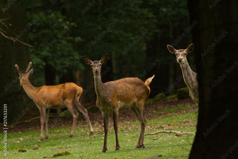 Fototapeta premium Red deer