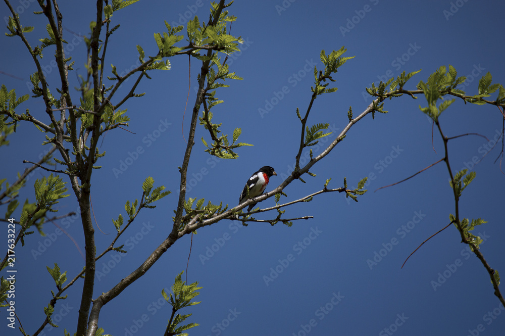 Male Rose-breasted Grosbeak sitting in tree in Iowa Male Rose-breasted Grosbeak sitting in tree in Iowa
