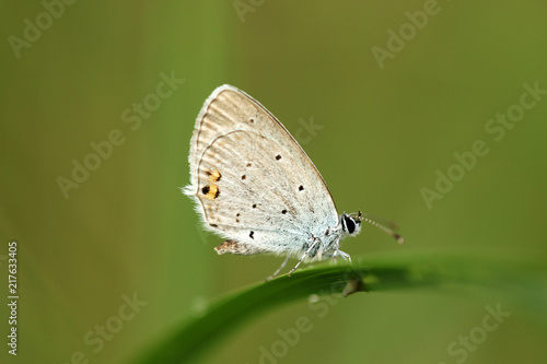Wallpaper Mural Kurzschwänziger Bläuling Torontodigital.ca