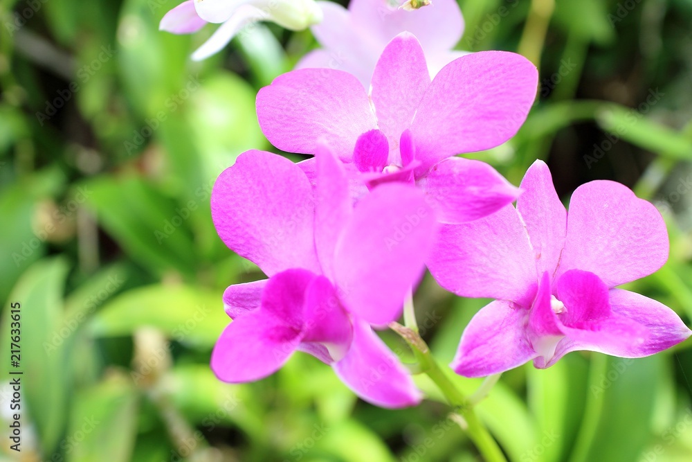 Orchid flower in the garden Orchid flower in the garden