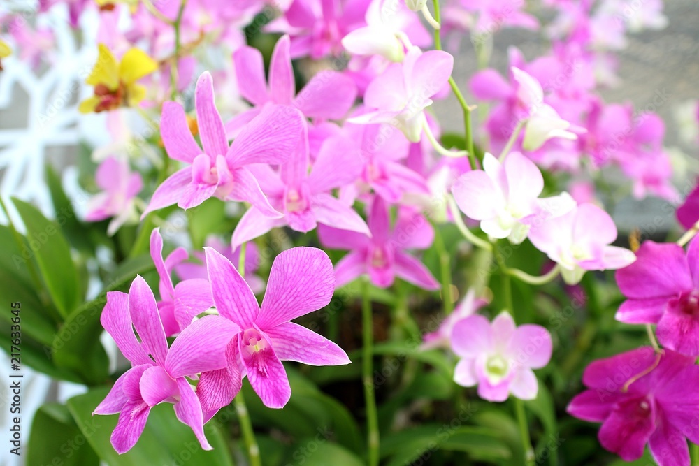 Orchid flower in the garden Orchid flower in the garden