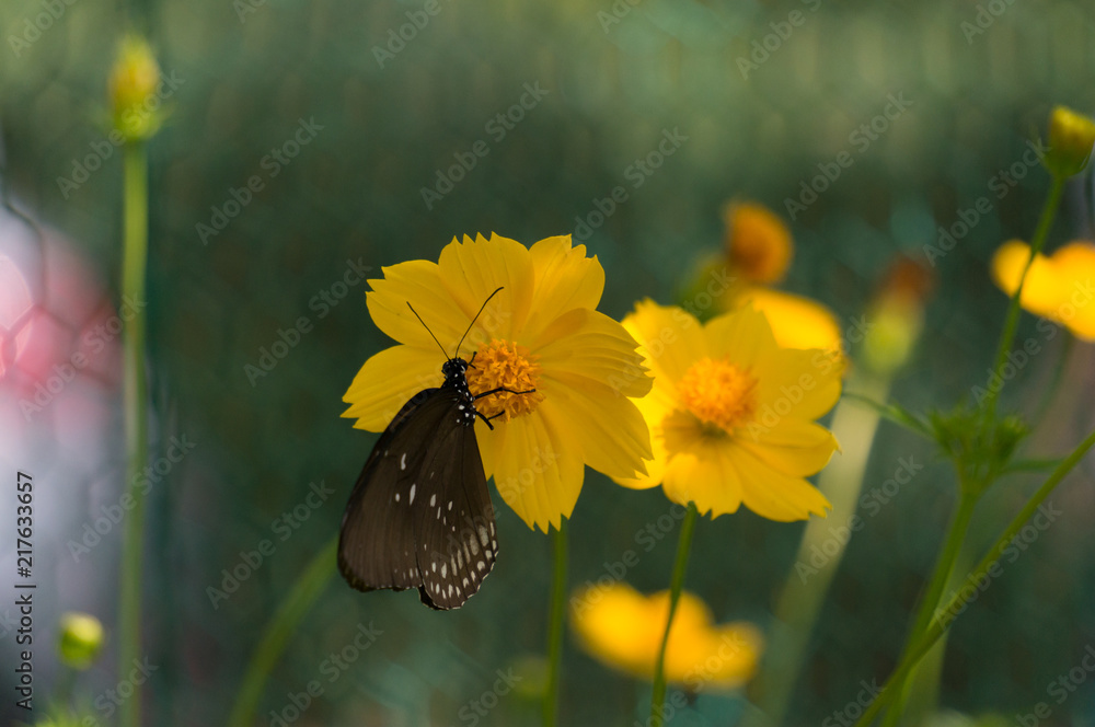 black butterfly on a yellow flower