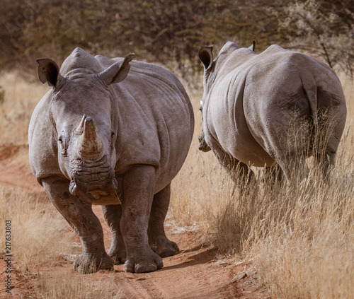 Two white rhinoceros stand together at the side of a dirt road