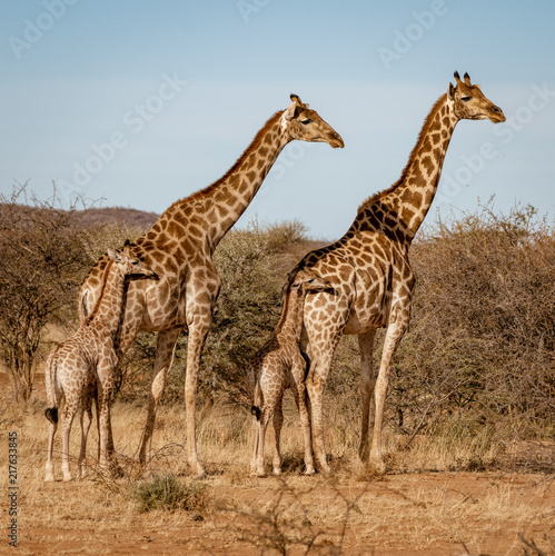 Two baby giraffes each stand next to their mother