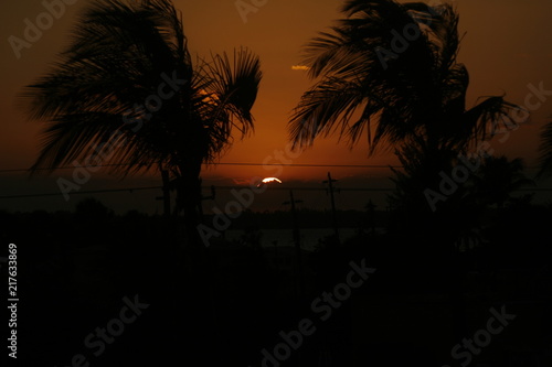 Palm trees with sunset 