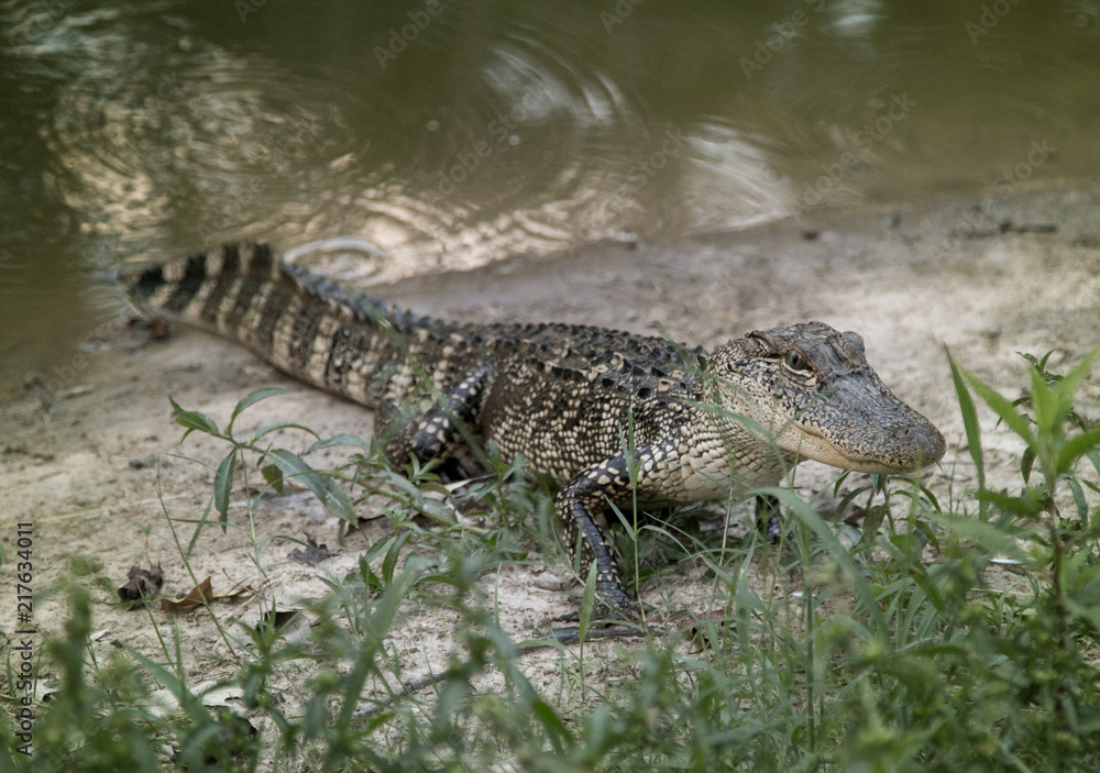 A Young Alligator Next to the Water A Young Alligator Next to the Water