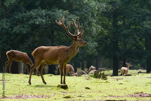 Fototapeta Naklejka Na Ścianę i Meble -  Red deer