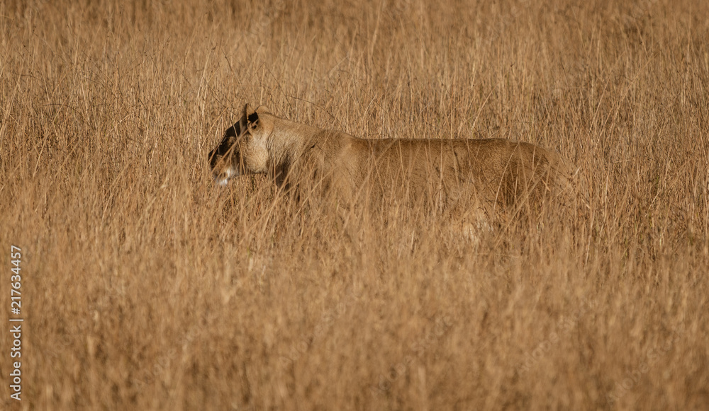 Female lion stands in short dry grass, looking for more food Female lion stands in short dry grass, looking for more food