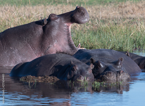 One hippo yawns  to show power over other prostrate hippos