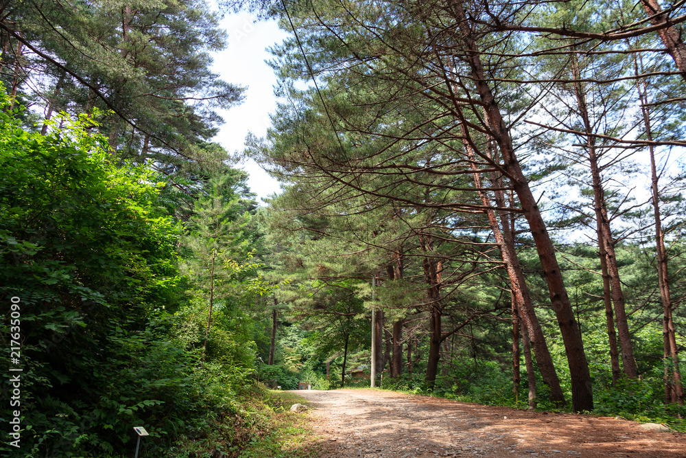Fototapeta premium a pine road of korea