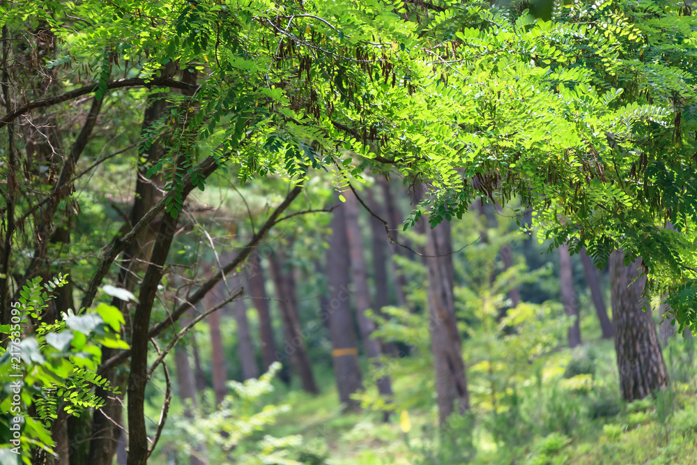 a pine road of korea