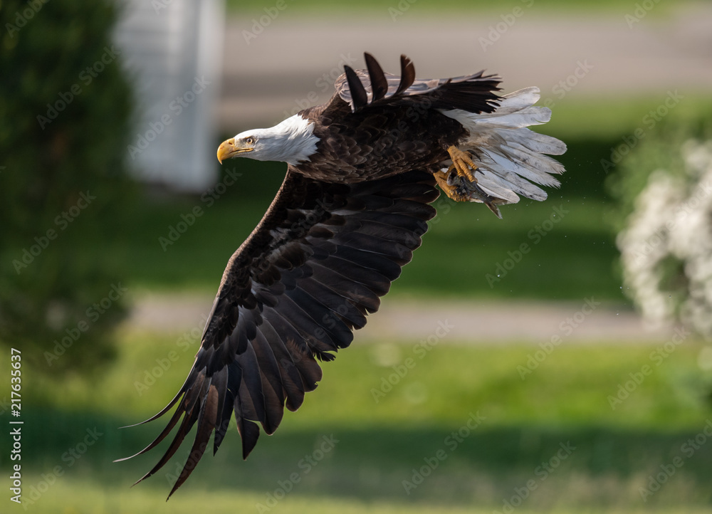 Obraz premium Bald Eagle