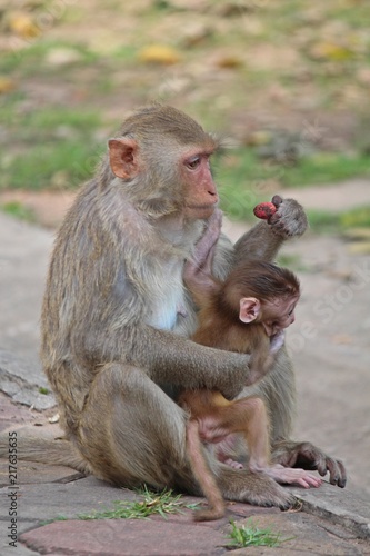 Animals   baby monkey snuggles to its mother   they are in KUM PHA WA PI park   at UDONTHANI province THAILAND.