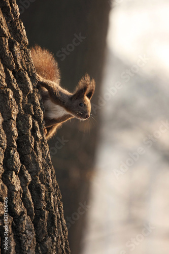 Brown Squirrel