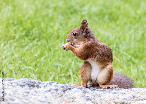 hungry squirrel sitting on stone in green grass with nut in paws