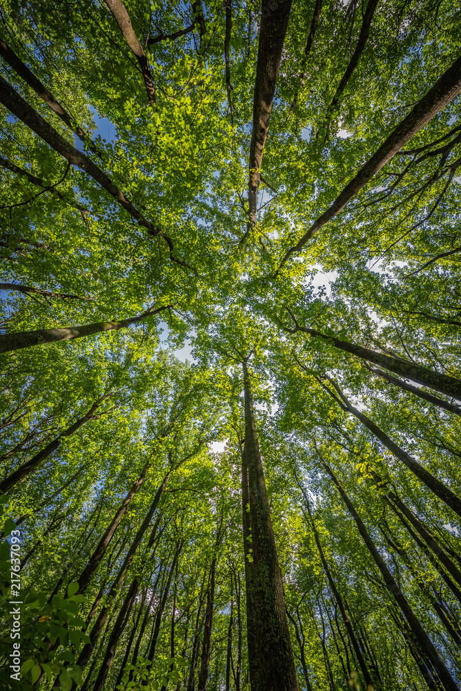 Obraz premium Towering trees at Skyline dr.