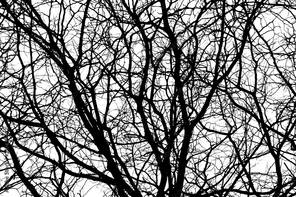 Branches of dry trees isolated on white background Branches of dry trees isolated on white background