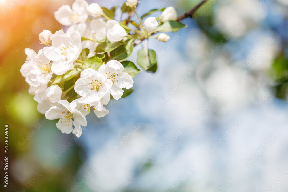 Branch of spring apple tree with white flowers, blooming background