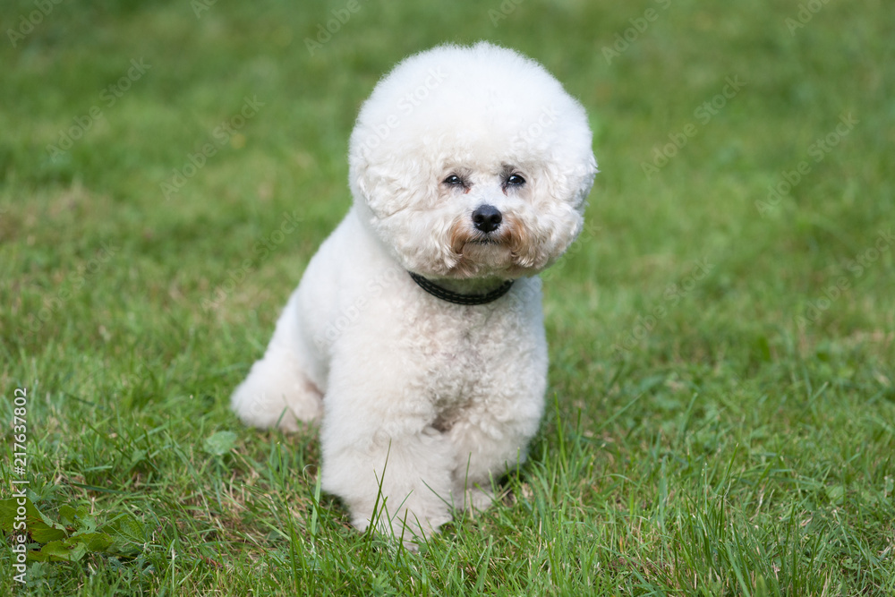 Bichon frize dog in front of green lawn, horizontal 10.08.18